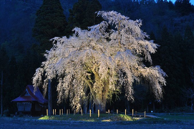 🌸 오시라사마의 수양벚나무(아카쓰카하쿠산진자) 이미지 10